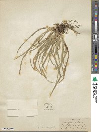 Carex abscondita image