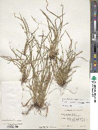 Carex abscondita image