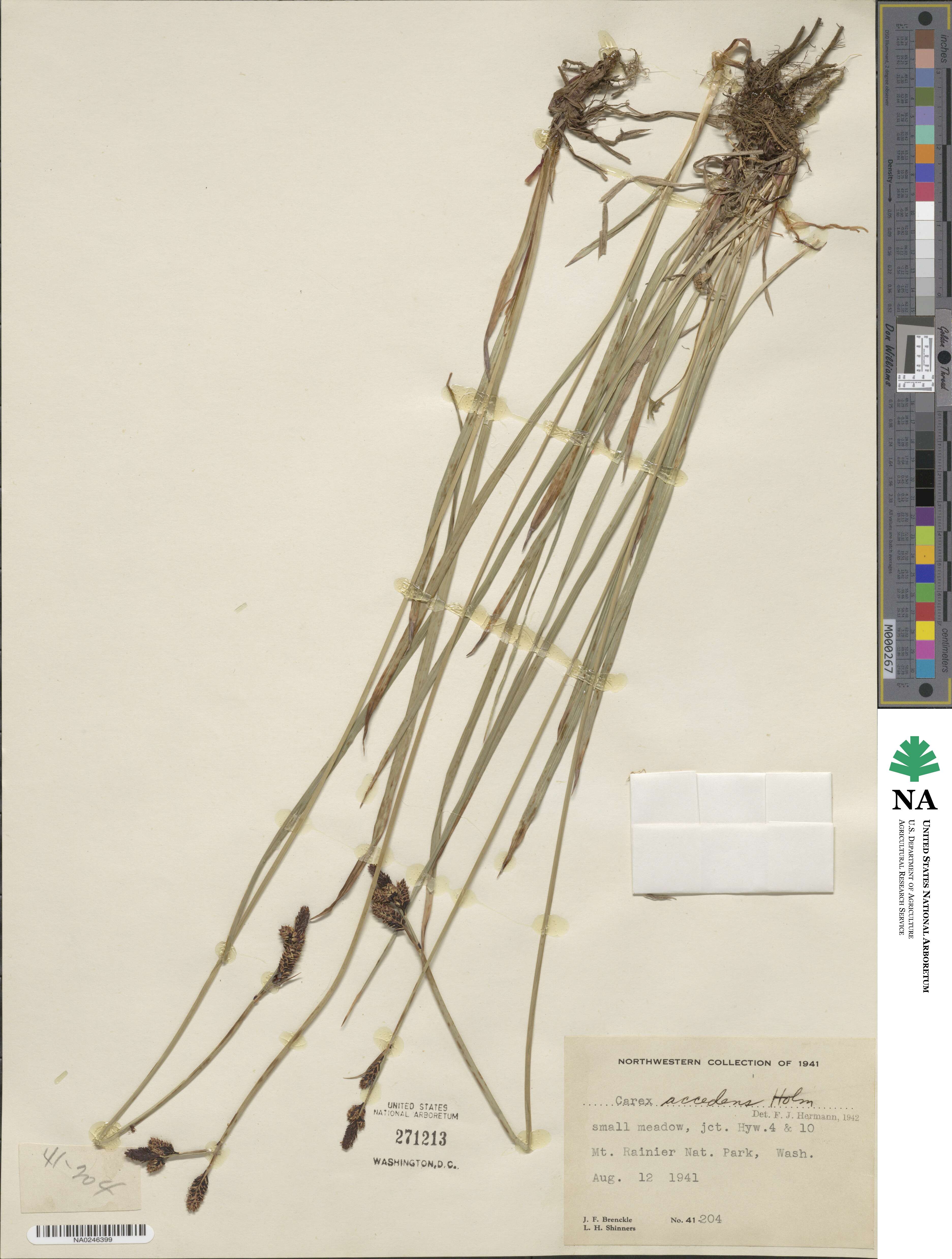 Carex aperta image
