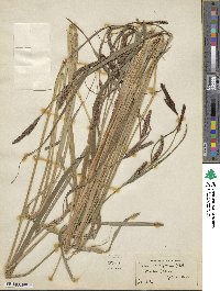 Carex acutiformis image