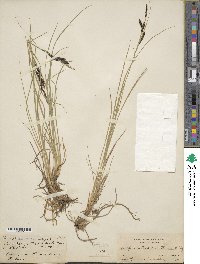 Carex nudata image