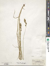 Carex adusta image