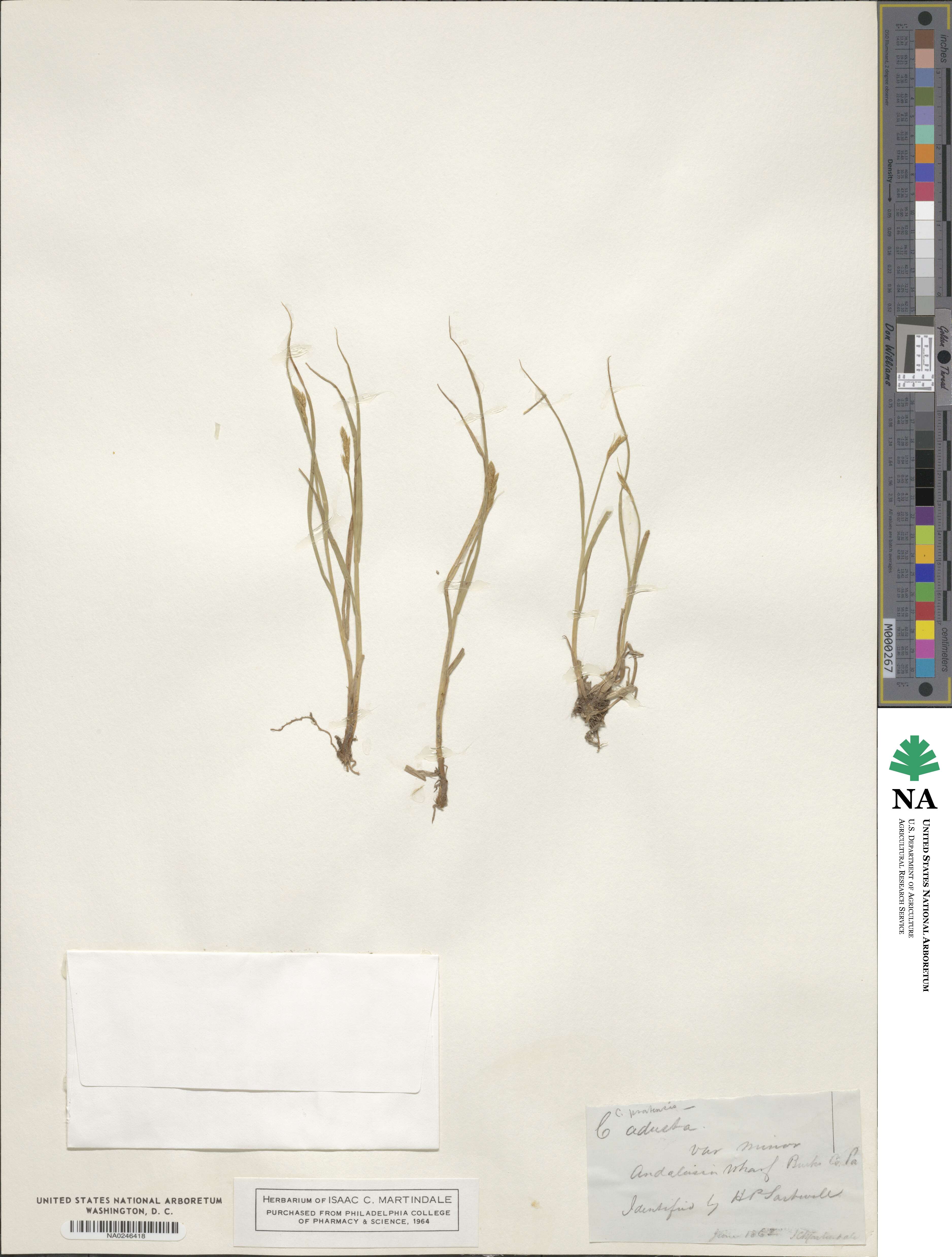 Carex adusta image