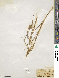 Carex adusta image