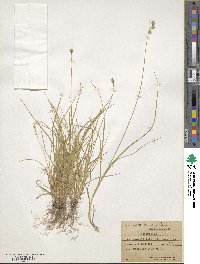 Carex foenea image