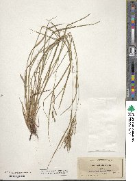 Carex aestivalis image