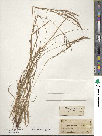 Carex aestivalis image