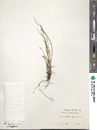 Carex aestivalis image