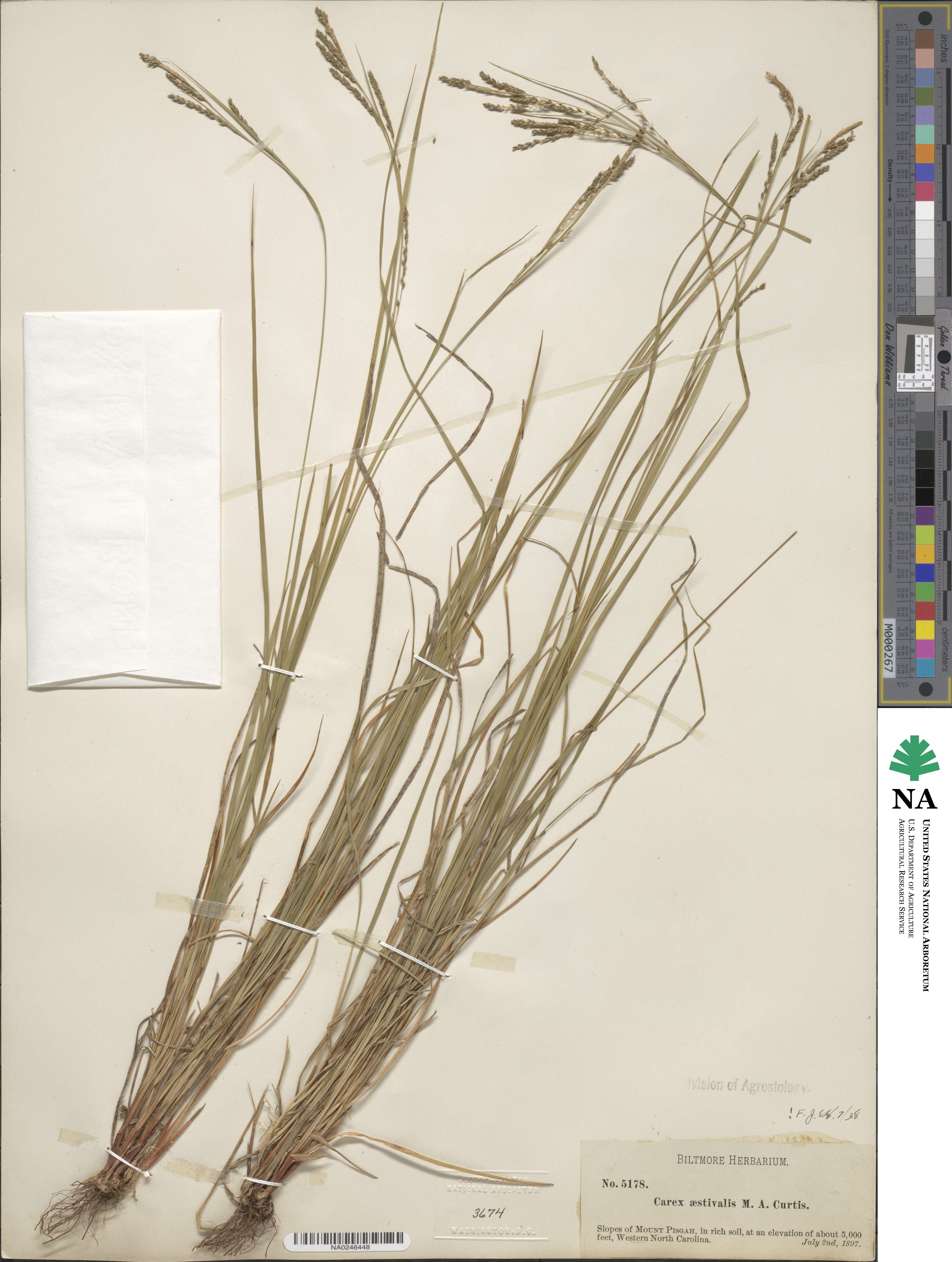Carex aestivalis image