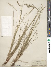 Carex aestivalis image