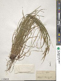 Carex aestivalis image