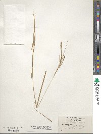 Carex aestivalis image