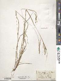 Carex aestivalis image