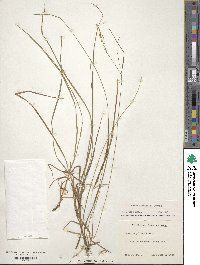 Carex aestivalis image