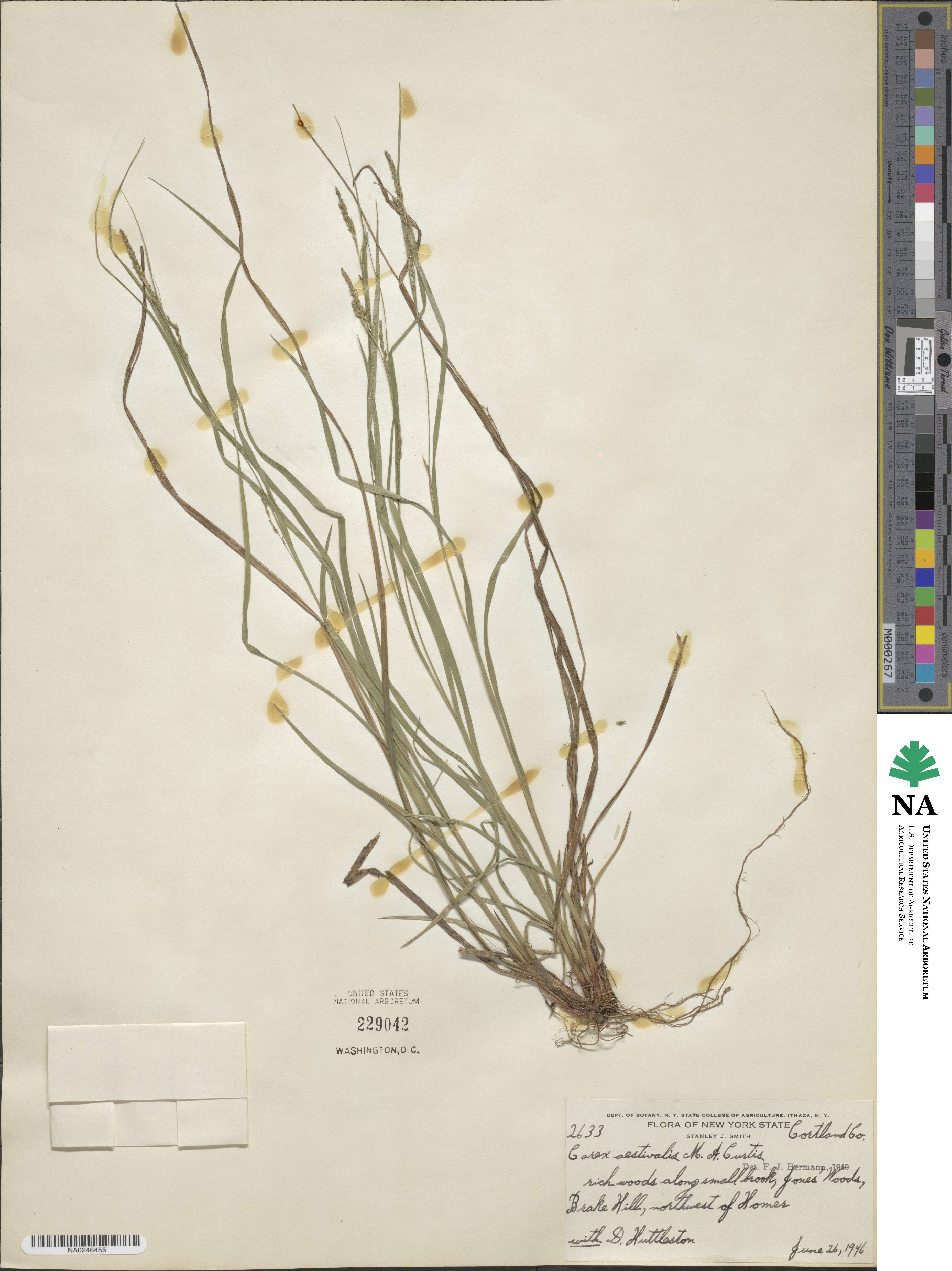 Carex aestivalis image