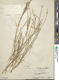 Carex aestivalis image