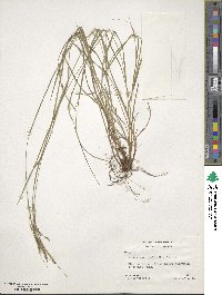 Carex aestivalis image