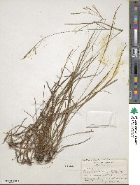 Carex aestivalis image