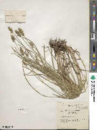 Carex aggregata image