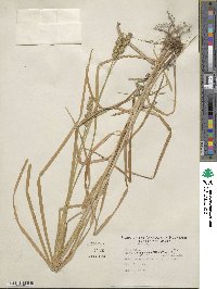 Carex aggregata image