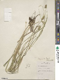 Carex aggregata image