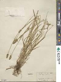 Carex aggregata image