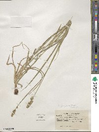 Carex aggregata image