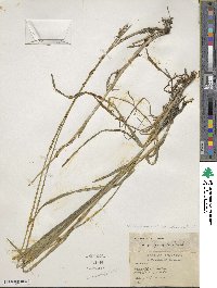 Carex aggregata image