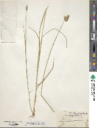 Carex alata image