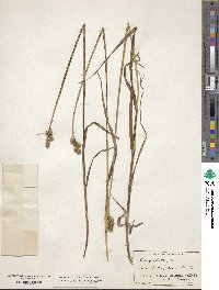 Carex alata image