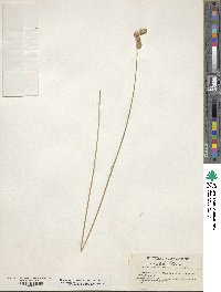 Carex alata image