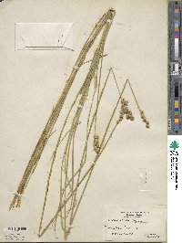 Carex alata image