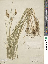 Carex alata image