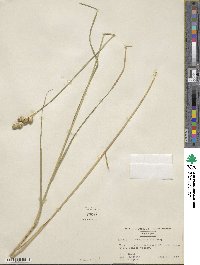 Carex alata image