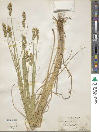 Carex alata image