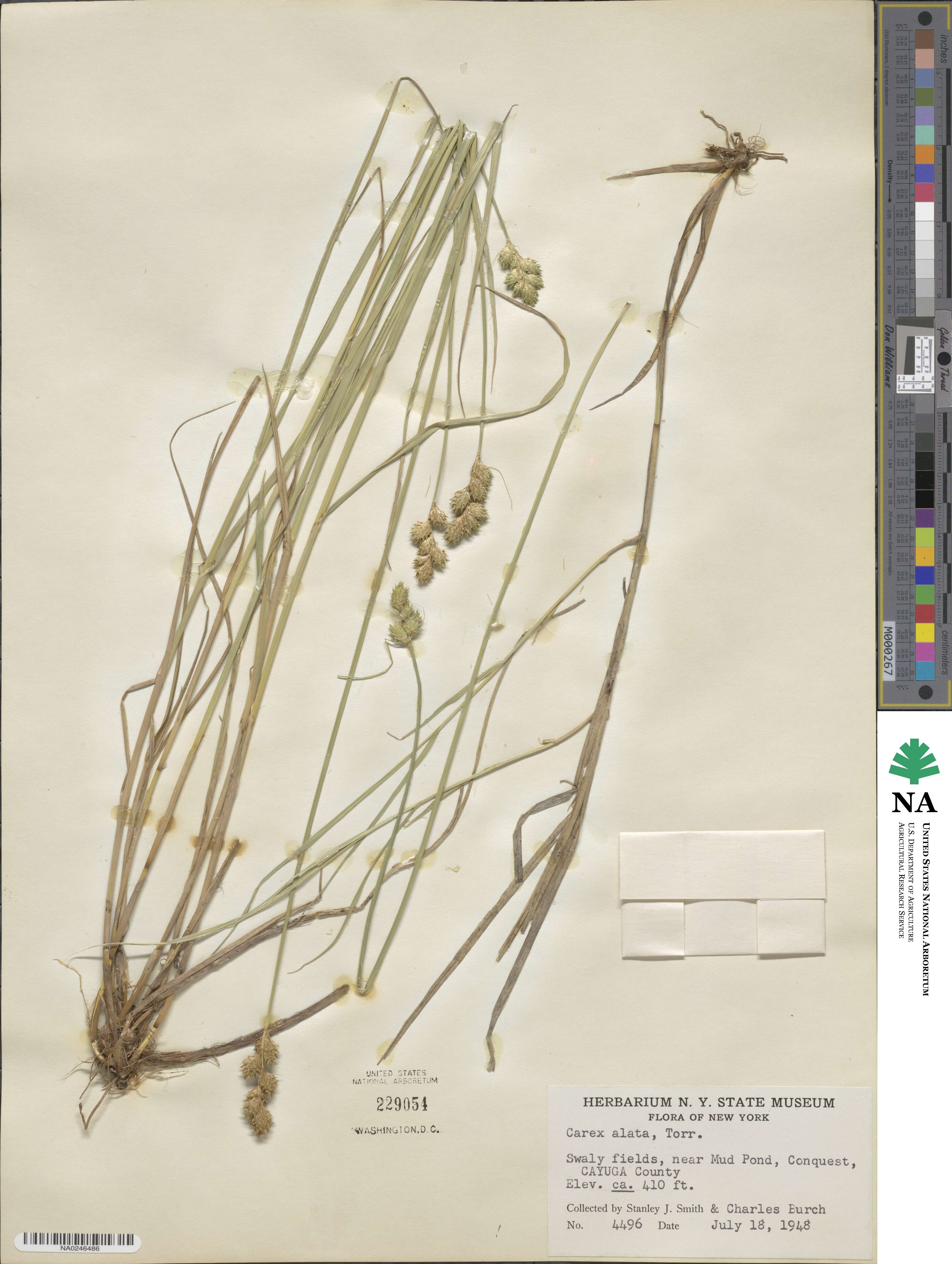 Carex alata image