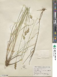 Carex alata image