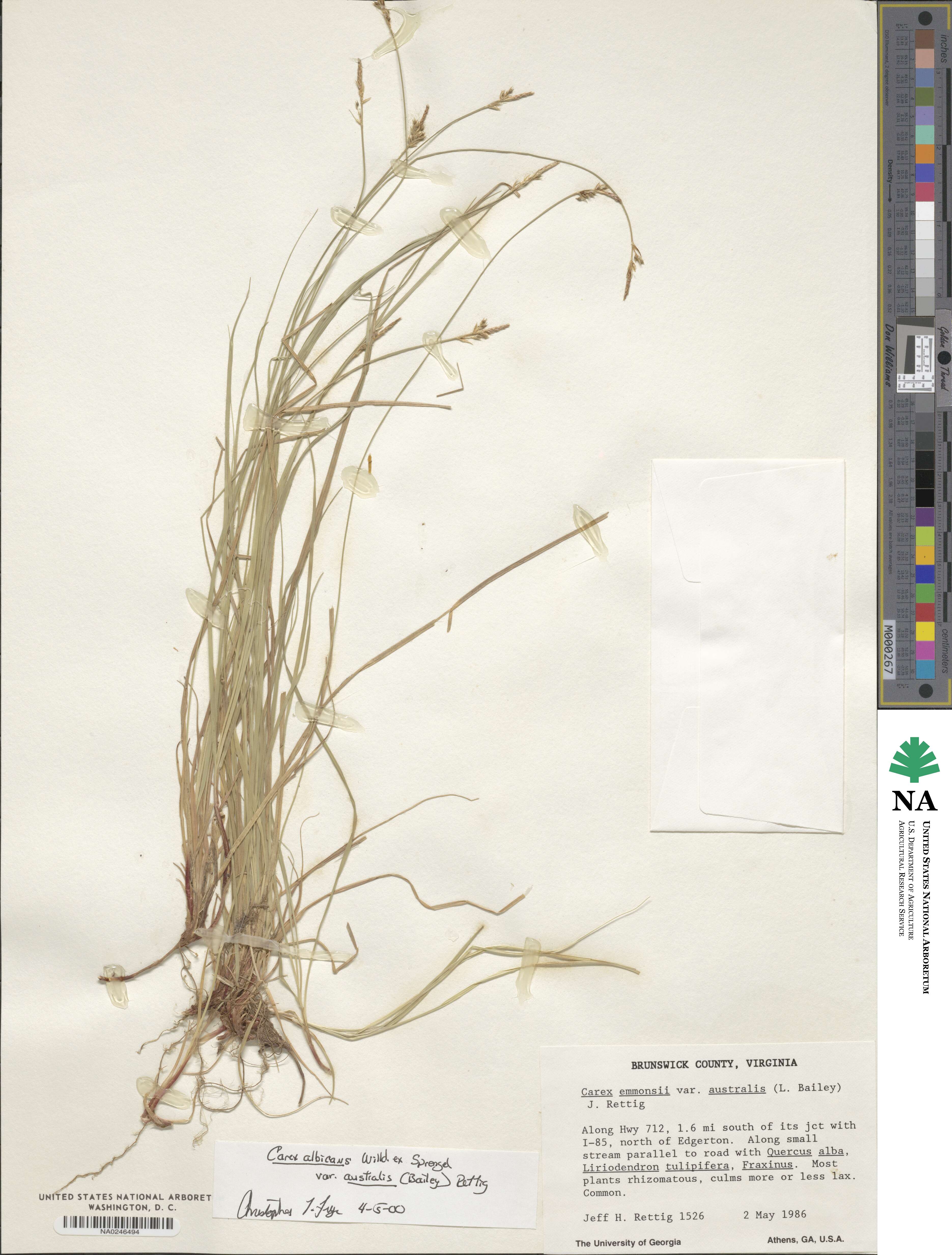 Carex albicans var. australis image