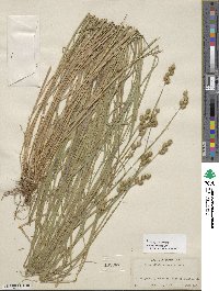 Carex albolutescens image