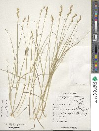 Carex albolutescens image