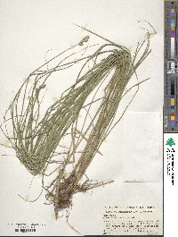 Carex albolutescens image