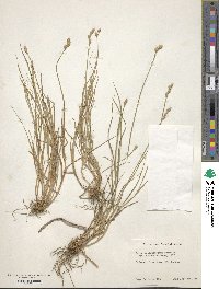 Carex albolutescens image