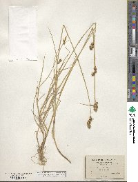 Carex albolutescens image