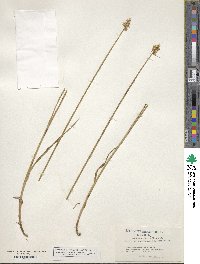 Carex albolutescens image