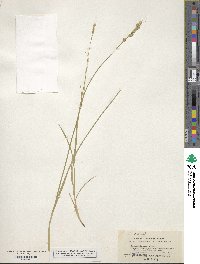 Carex albolutescens image