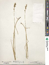 Carex albolutescens image