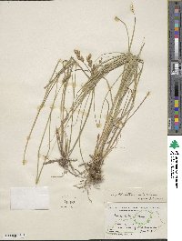 Carex albolutescens image