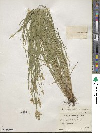 Carex albolutescens image