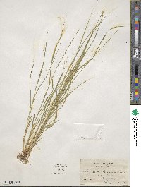 Carex albolutescens image