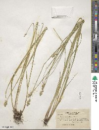 Carex albolutescens image